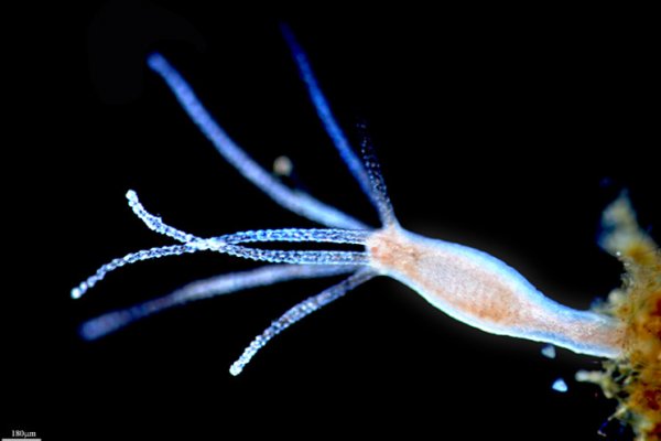 Kraken kraken link24 info